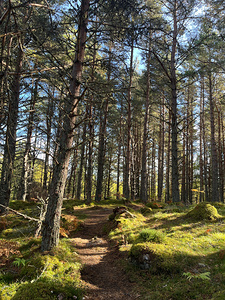 Autumnal Nature Walk through the Scottish Highlands 